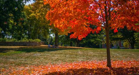 Students sitting under tree in background, tree in fall color in foreground